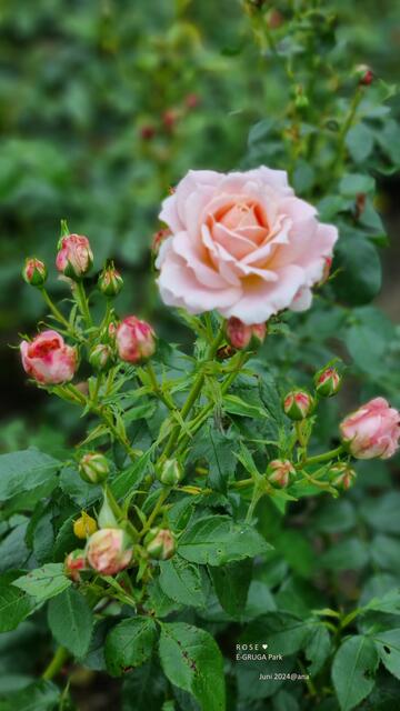 wunderbare Rosen dabei :-)