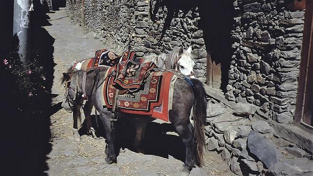 Ponys in Manang 