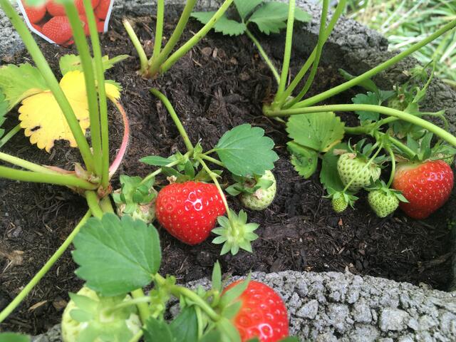 Erdbeerzeit - Wissenswertes: Erdbeeren erfreuen Leib und Seele - Ich ...