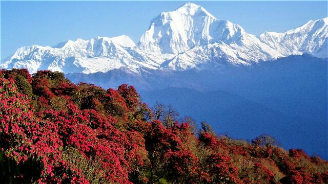 Rhododendronblüte mit Dhaulagiri 