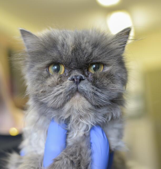 1127: Katze, weiblich; gefunden am 4. Juni im Riehlpark in Essen-Frohnhausen. I | Foto: Tierheim Essen