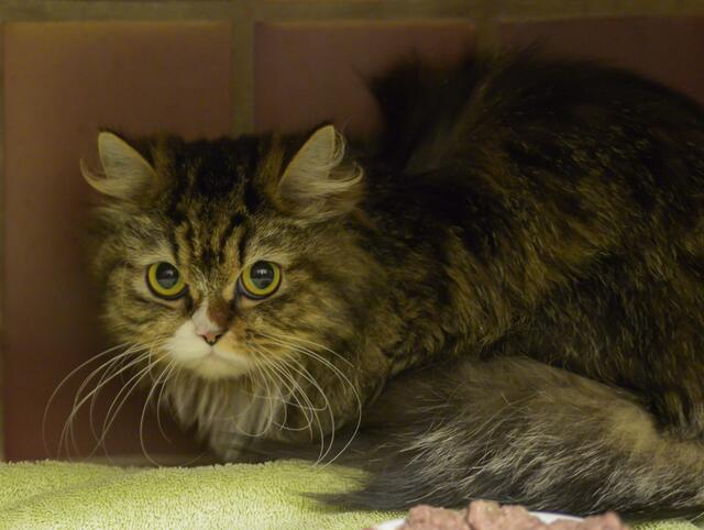 1174: Katze, weiblich; gefunden am 9. Juni an der Hubertstraße in Essen-Kray. | Foto: Tierheim Essen