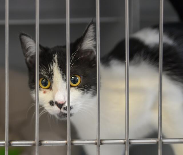 1106: Katze, weiblich; gefunden am 4. Juni in Essen-Altendorf. Der genaue Fundort ist leider nicht bekannt.  | Foto: Tierheim Essen