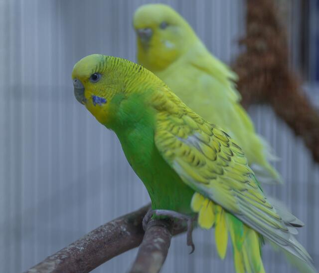 1149: Wellensittich, männlich; gefunden am 9. Juni in Essen. Der genaue Fundort ist leider nicht bekannt.  | Foto: Tierheim Essen