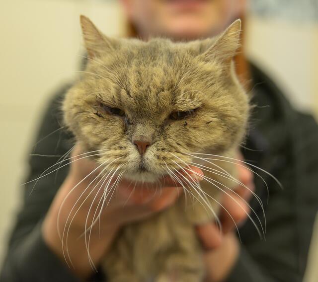 1150: Katze, weiblich; gefunden am 8. Juni an der Knaudtstraße in Essen-Huttrop. | Foto: Tierheim Essen