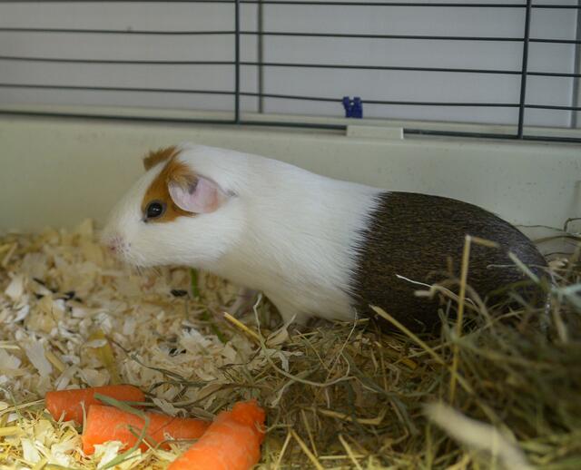 1107: Meerschweinchen, männlich; gefunden am 3. Juni an der Goethestraße in Essen-Rüttenscheid.  | Foto: Tierheim Essen