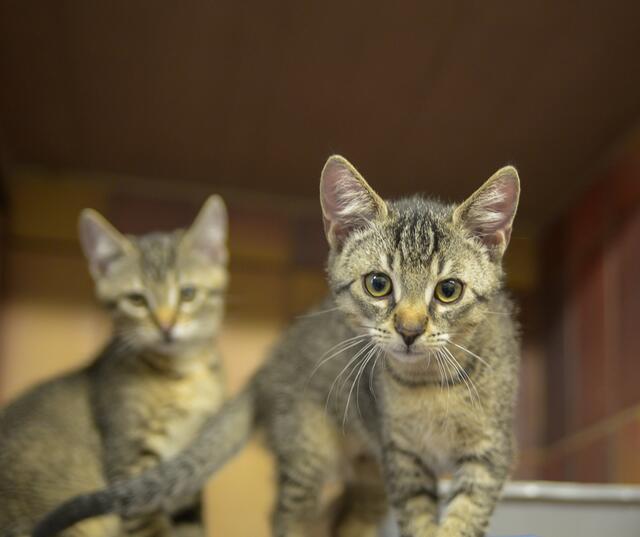 1122: Kater; gefunden am 4. Juni an der Gladbecker Straße im Essener Nordviertel.  | Foto: Tierheim Essen