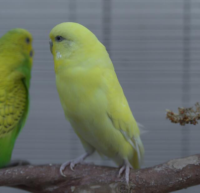 1148: Wellensittich, weiblich; gefunden am 8. Juni an der Vorrathstraße in Essen-Frillendorf.  | Foto: Tierheim Essen