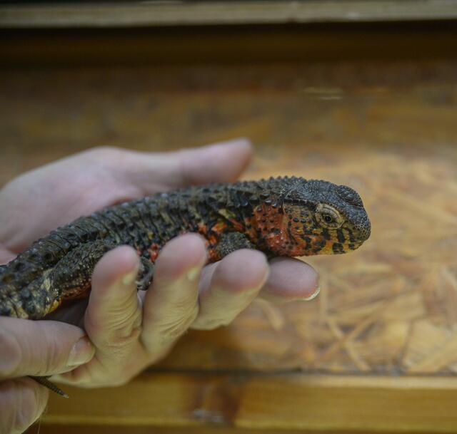 1161: Chinesische Krokodilschwanzechse; gefunden am 10. Juni an der Schurenbachhalde in Essen-Altenessen. | Foto: Tierheim Essen