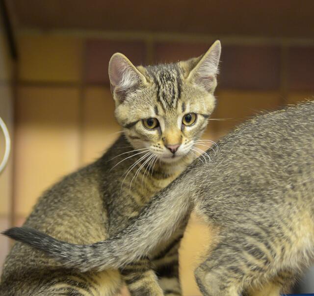 1123: Kater; gefunden am 4. Juni an der Gladbecker Straße im Essener Nordviertel | Foto: Tierheim Essen