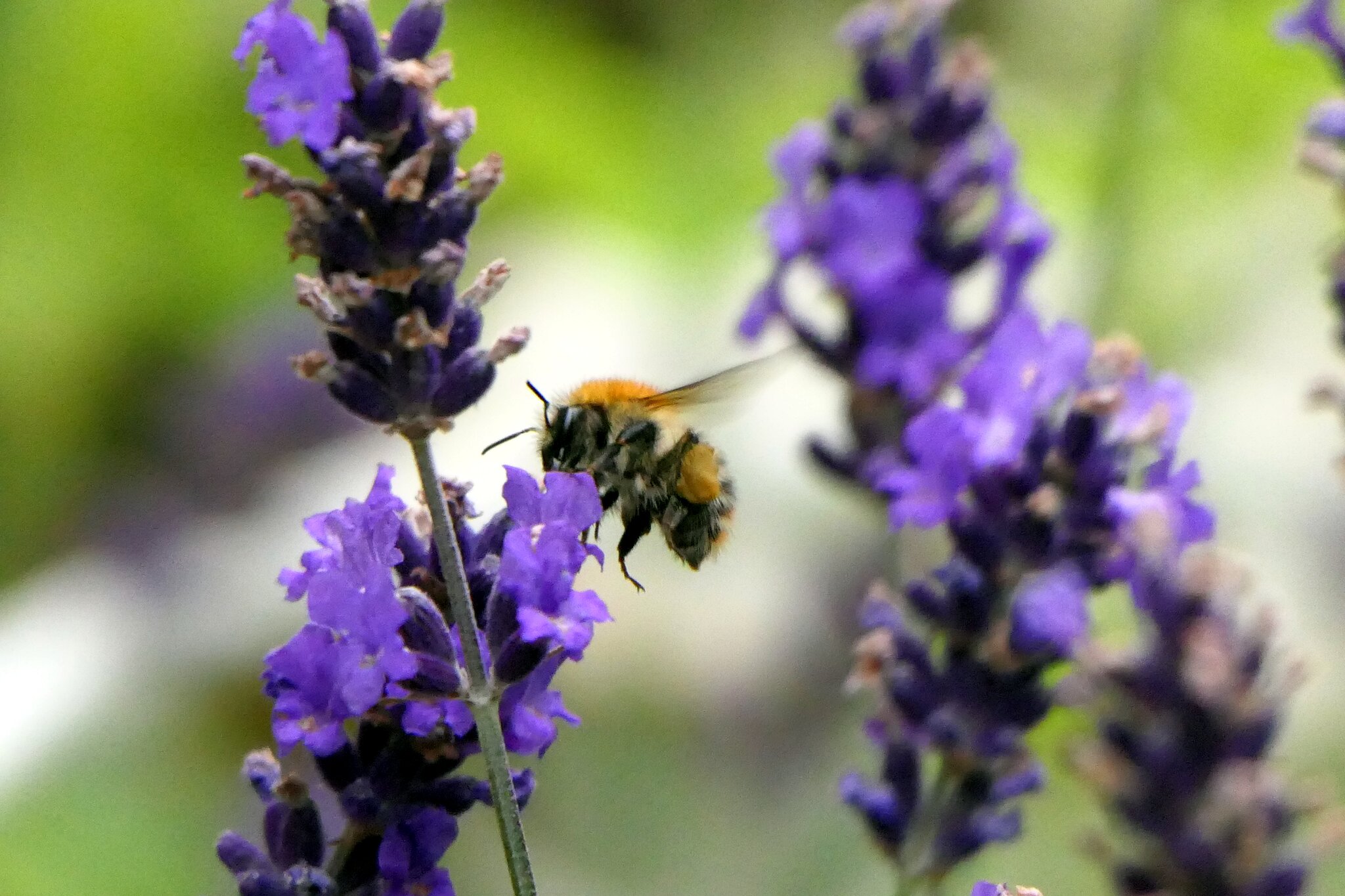 Lavendel Der Duft der Provence auf Terrasse und Balkon EssenWest