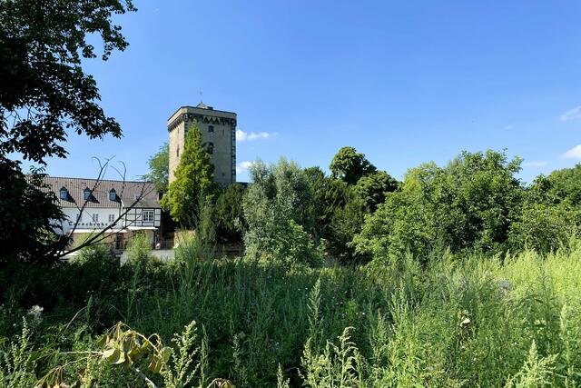 Blick von der Rheinaue auf die östliche Stadtmauer mit dem Zollturm. Durch Mäandrierung des Rheins liegt Zons heute mehrere 100 Meter vom Rheinufer entfernt. | Foto: ©Margot Klütsch