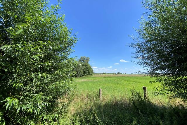 Blick von den Rheinauen Richtung Rheindamm | Foto: ©Margot Klütsch