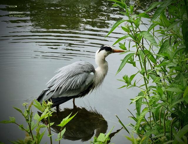 Stolz erfahren weise.... gelassener!?!....
in der GRUGA in Essen entdeckt
Juni 2024