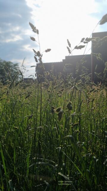 lass SONNE, Frieden und gelassene Weisheit´ in Dein HERZ! ♥
Frühe Abendsonne auf Zollverein/Ruhrmuseum
@ana´