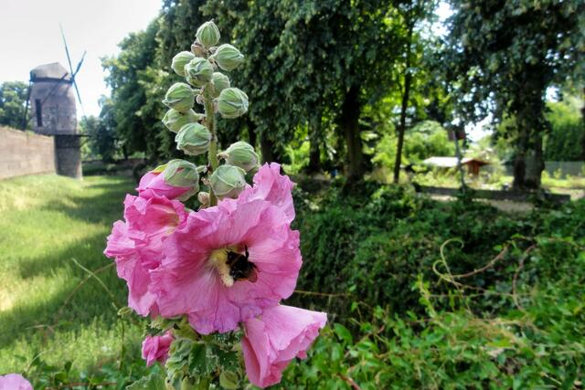Stadtmauer mit historischer Windmühle. | Foto: ©Margot Klütsch