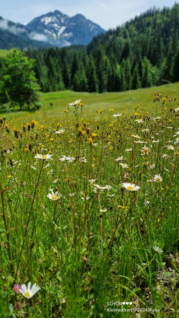 so schöne WIESEN :-)♥:-)