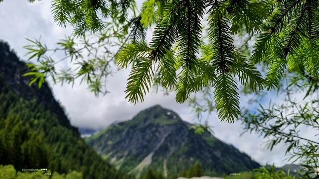 durch die TANNE´ gesehen...♥