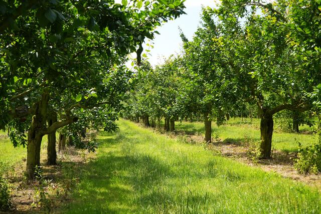 Apfelplantagen und Felder sahen wir auch auf unseren Fahrradtouren.