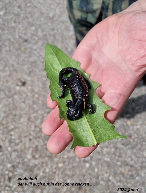 entspannt in der SONNE, ... kommen nach dem Regen gerne hervor´