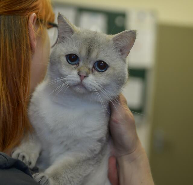 1209:  Kater, kastriert; gefunden am 16. Juni in Essen. Leider ist der genaue Fundort nicht bekannt. Der Kater ist geschippt (276xxx200597814), aber leider nicht angemeldet.  | Foto: Tierheim Essen