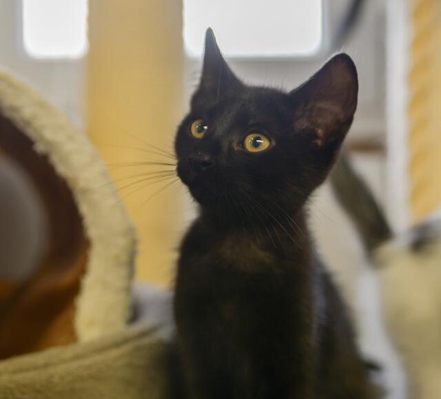 1186: Katze, weiblich; gefunden am 13. Juni an der Niehammerstraße in Essen-Katernberg. | Foto: Tierheim Essen