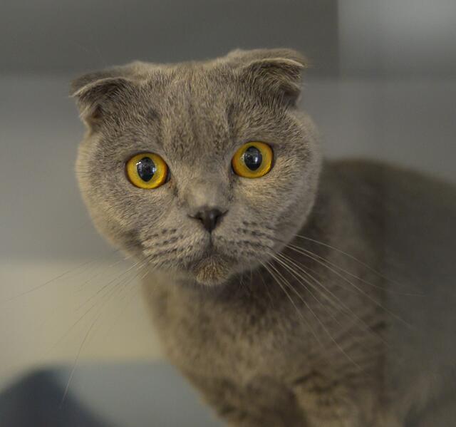 1233: Katze, Geschlecht noch nicht bekannt; gefunden am 20. Juni an der Altendorfer Straße in Essen-Altendorf. | Foto: Tierheim Essen