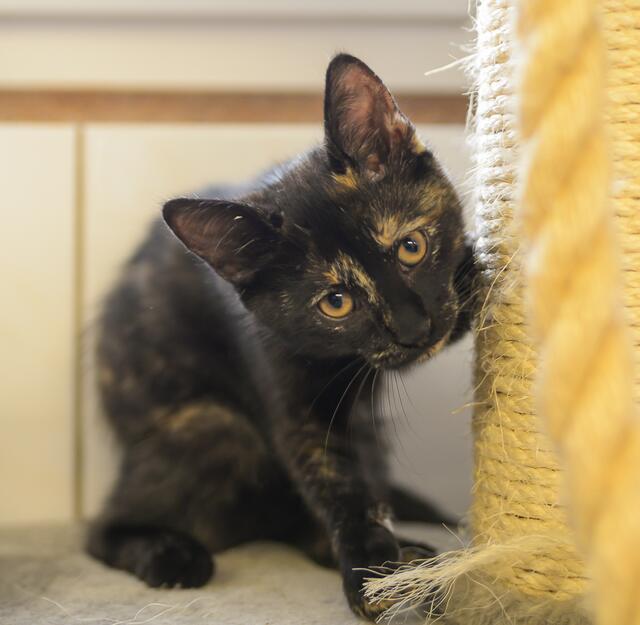 1187: Katze, weiblich; gefunden am 13. Juni an der Niehammerstraße in Essen-Katernberg. | Foto: Tierheim Essen