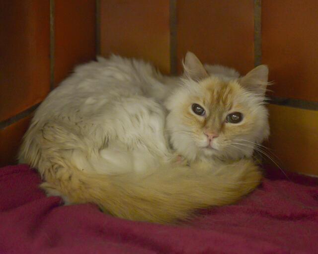 Kater, kastriert; gefunden am 19. Juni an der Lotharstraße in Essen-Rüttenscheid. Der Kater trägt einen Chip mit chinesischer Länderkennung: 156xxx889109965, der leider nicht angemeldet ist. Das Tier ist in einem sehr schlechten Zustand aufgefunden worden. Aufgrund von Tumoren im Bauchraum musste der Kater leider erlöst werden. Das Tierheim-Team hätte ihm so gern geholfen.  | Foto: Tierheim Essen