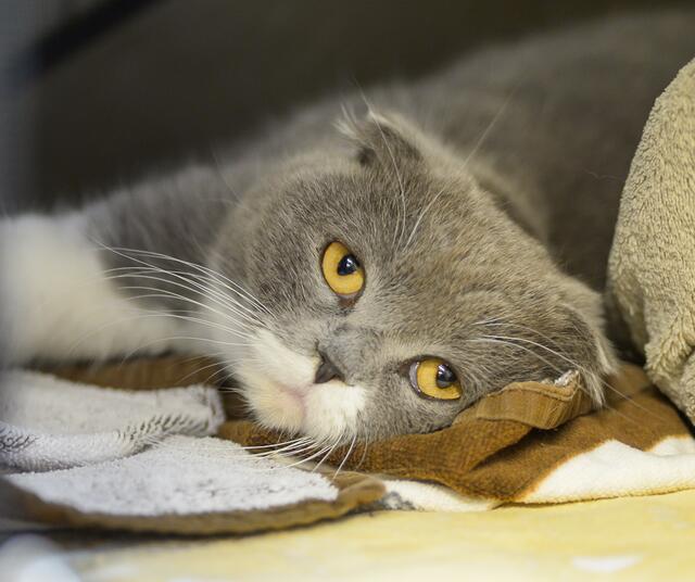 1214: Katze, weiblich; gefunden am 17. Juni an der Zollvereinstraße in Essen-Katerberg. Die Katze ist tragend. | Foto: Tierheim Essen