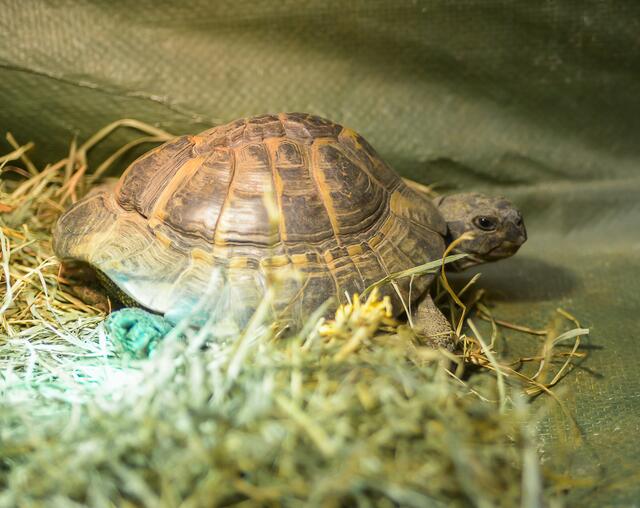 1229: Griechische Landschildkröte, männlich; gefunden am 19. Juni am Marreweg in Essen-Borbeck. | Foto: Tierheim Essen