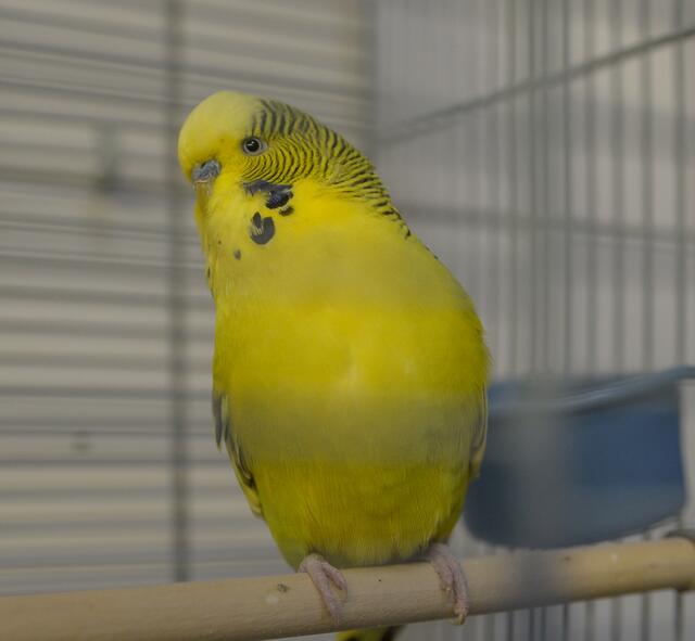 1201: Wellensittich, männlich; gefunden am 15. Juni an der Eleonorastraße im Essener Südviertel. | Foto: Tierheim Essen