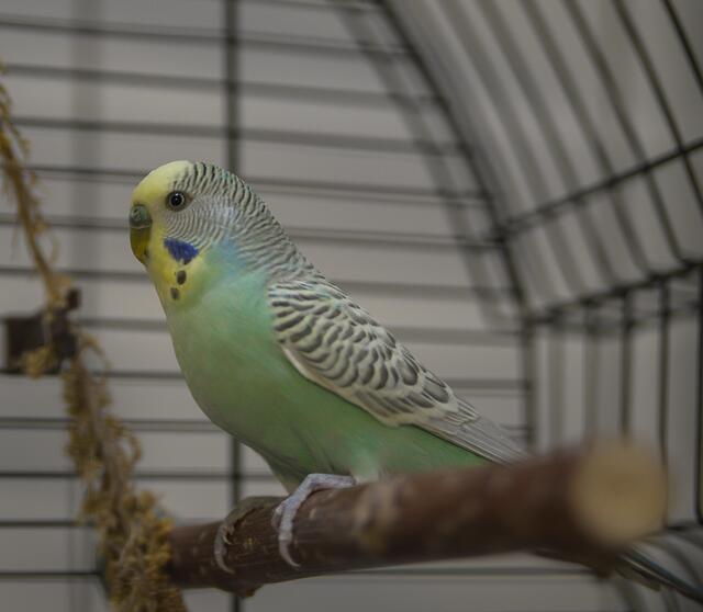 1215: Wellensittich; gefunden am 16. April am Kanarienberg in Essen-Freisenbruch.  | Foto: Tierheim Essen