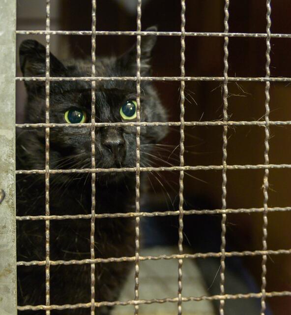1203:  Kater, kastriert; gefunden am 16. Juni an der Gladbecker Straße in der Essener Stadtmitte.  | Foto: Tierheim Essen