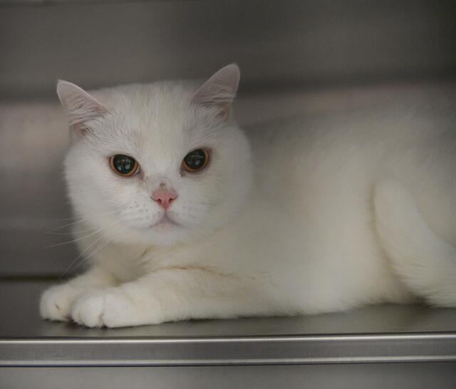 1217: Katze, Geschlecht noch nicht bekannt; gefunden am 18. Juni am Kruckenkamp in Essen-Kray.  | Foto: Tierheim Essen