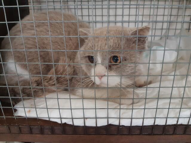 1252: Kater; gefunden am 21. Juni am Gelsenholz in Essen-Katernberg.  | Foto: Tierheim Essen