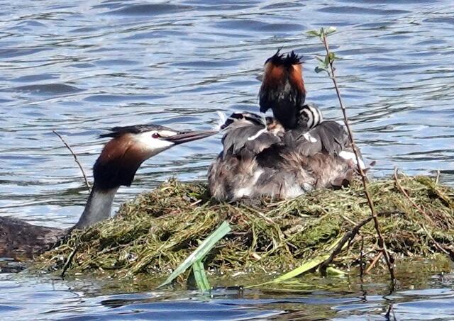 Die jungen Haubentaucher bekommen zunächst nur kleine Federn zu fressen, damit ihr Verdauungstrakt nicht durch Fischgräten verletzt wird.