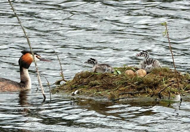 Die Jungvögel blicken erwartungsvoll einem Elternteil entgegen.