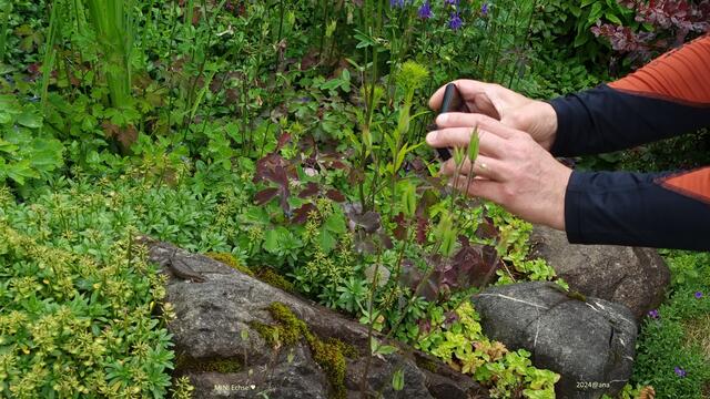 schau genau hin...welch´ drollige "MINI-Echse" :-)