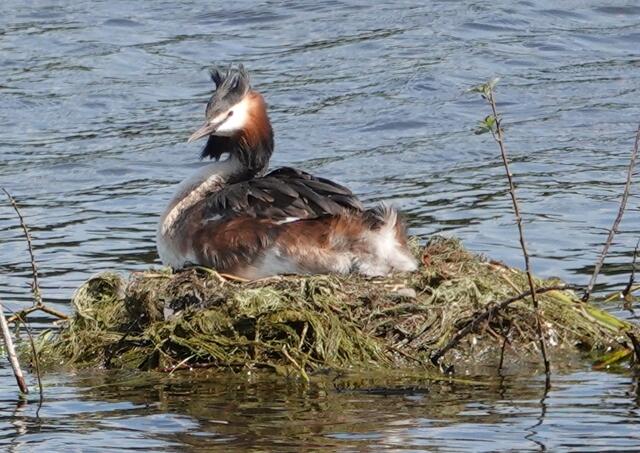 Beide Elternteile lösen sich bei Nestbau, Brut und Aufzucht ab. Brutzeit: März, April, Mai, Juni.