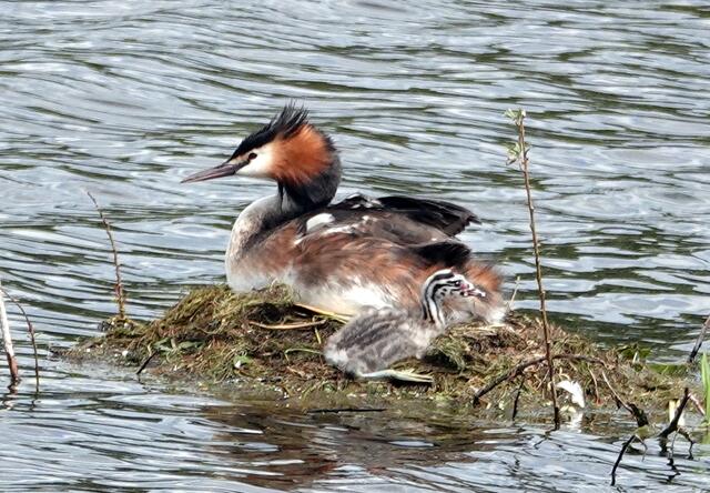 Nach der Mahlzeit ein wohltuende Pause.