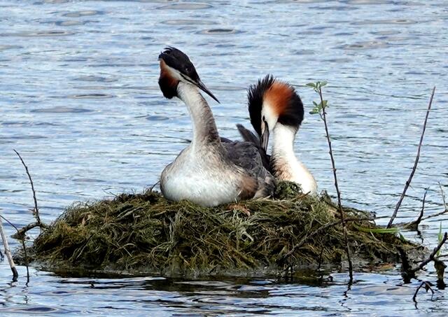 Die Eltern sind glücklich und zufrieden.