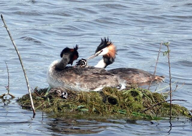 Das Küken in sicherer Obhut der Eltern.