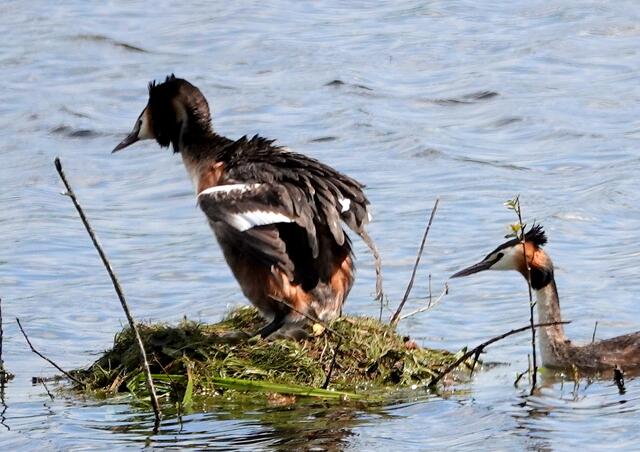 Nestablösung - ein Elternteil verlässt das Nest.