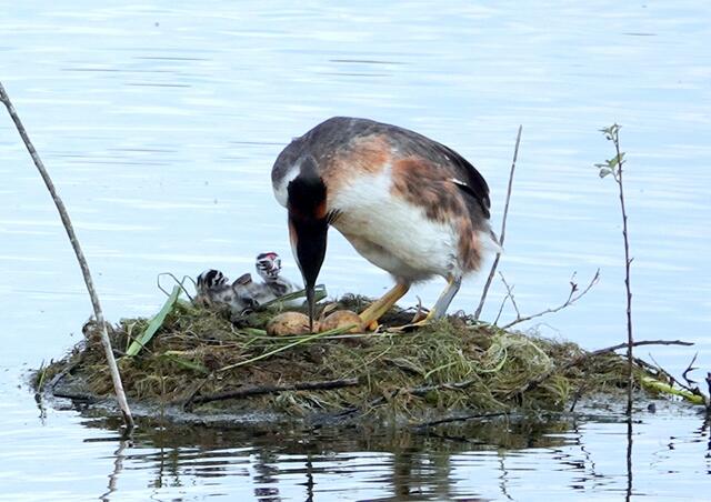 Das Männchen kontolliert zum wiederholen Mal das Nest.