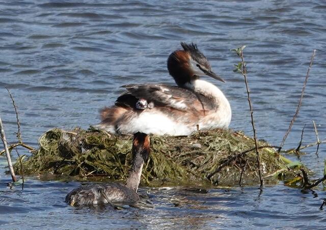 Ein Haubentaucherküken kurz nach der Geburt.