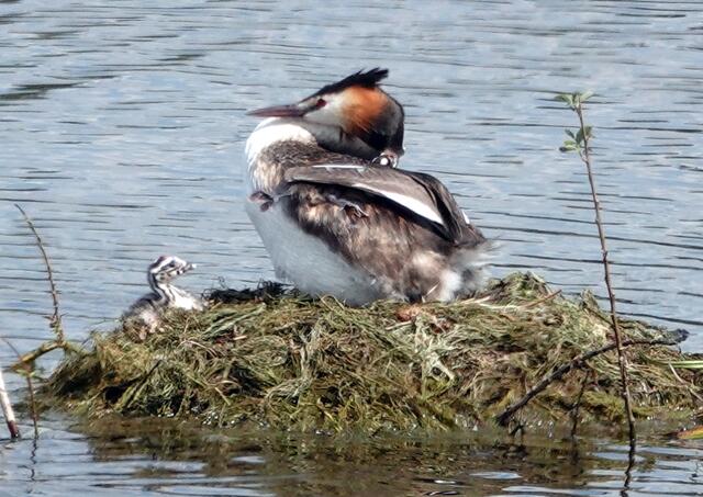 Zufrieden auf dem Nest.