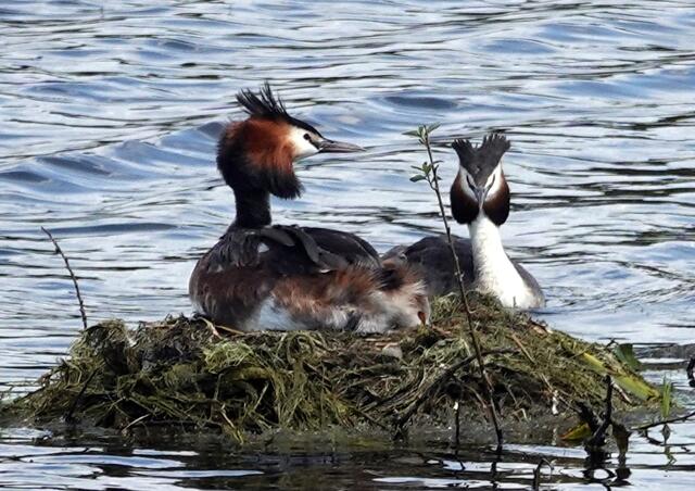 Das Haubentaucherpaar hat sich ein Nest im stehenden Gewässer gebaut.