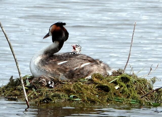 Das Küken bettelt um Nahrung.