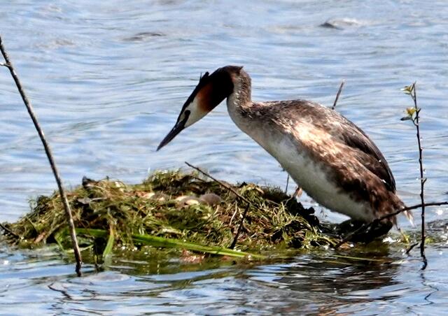 Der andere Elternteil übernimmt das Brüten.
